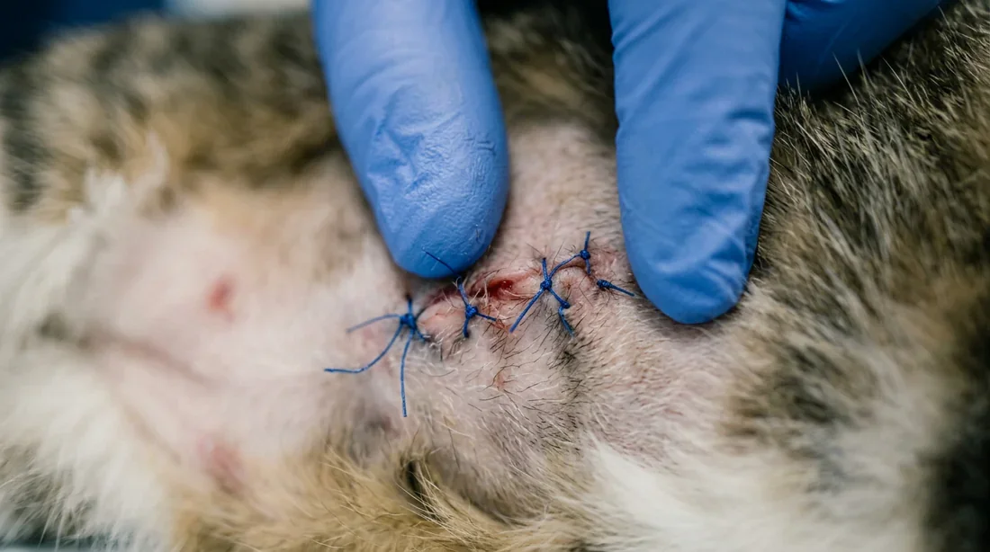 Un chat serein après une intervention vétérinaire Un chat au repos dans une suite de récupération vétérinaire moderne
