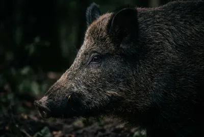 Gros plan détaillé sur le visage d'un sanglier