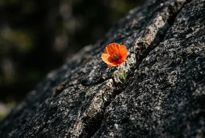 Espoir et vie après un cancer du sein : données actuelles 2026 Une fleur sauvage poussant sur la pierre, symbole de renaissance et de résilience
