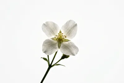 Vue macro minimaliste pour illustrer la santé de la gorge