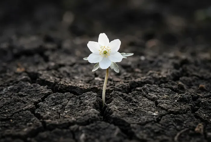 Rêver de maladie cancer : signification et interprétation Une fleur délicate poussant dans la terre, symbole de renouveau et de résilience face à la maladie.