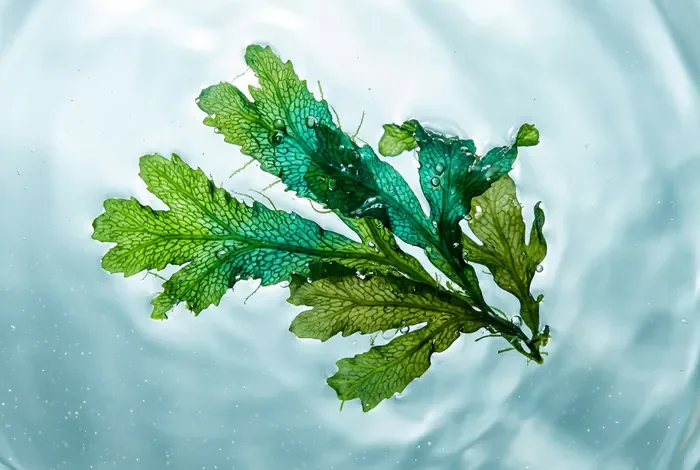 Peeling aux algues danger et risques cutanés en 2026 Gros plan macro sur des algues naturelles dans de l'eau pure