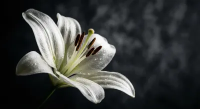 Gros plan d'un lys blanc sur fond noir, symbole de pureté et de deuil.