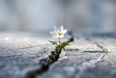 Fleur blanche poussant dans la pierre symbolisant la résilience après une épreuve