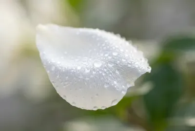 Gros plan macro sur un pétale de fleur avec de la rosée symbolisant la santé