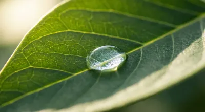 Goutte de rosée sur une feuille verte symbolisant la clarté d'esprit